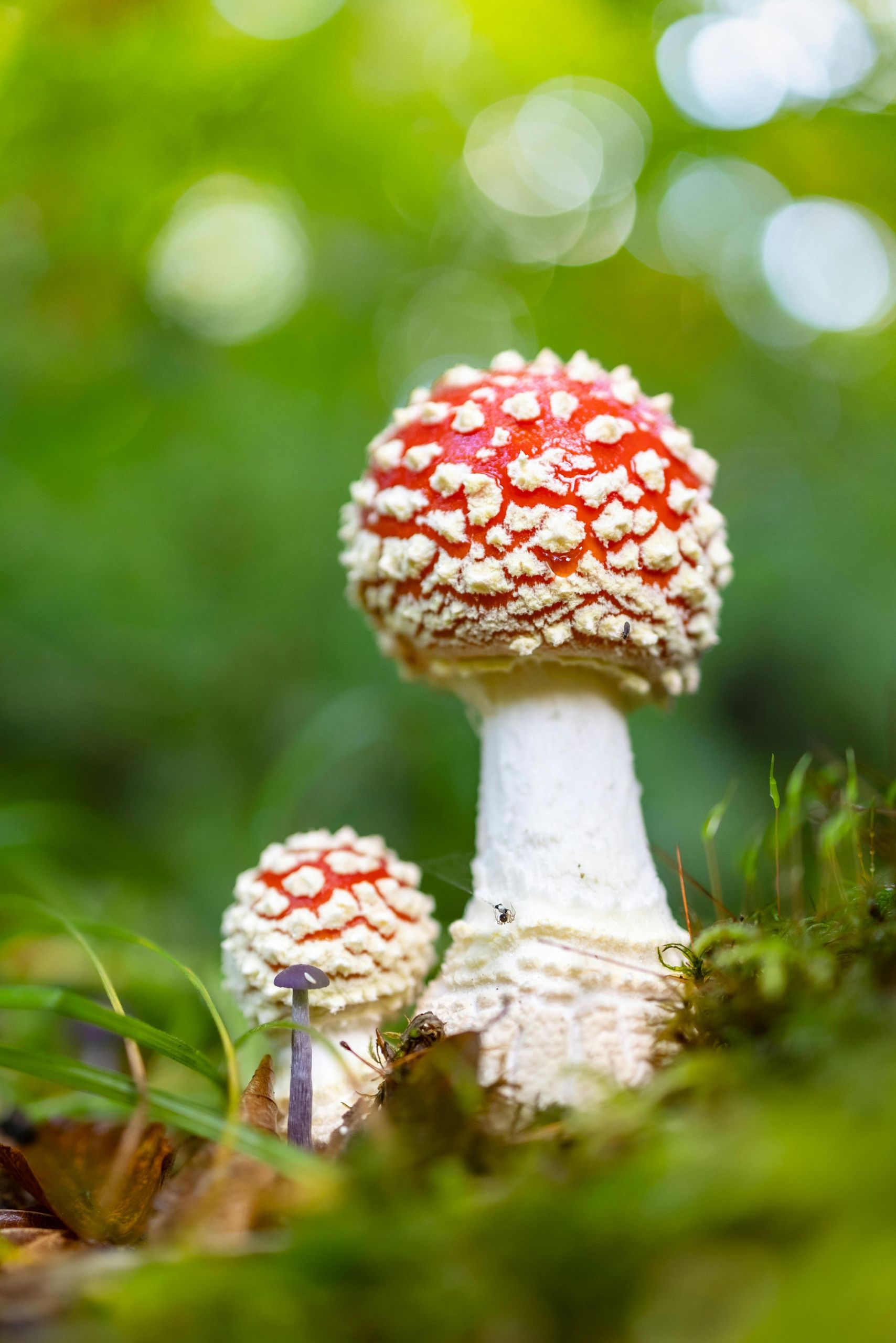 Best Organic mushroom farm in chhattishgarh