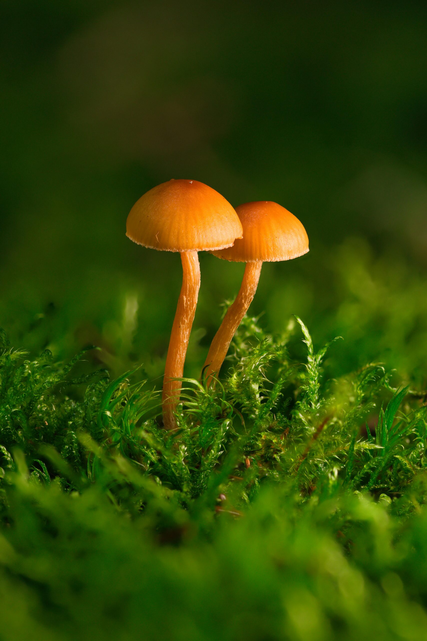 Best Organic mushroom farm in chhattishgarh