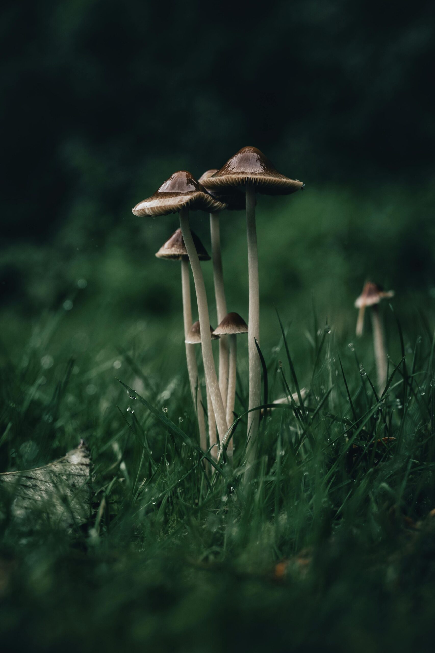 Best Organic mushroom farm in chhattishgarh