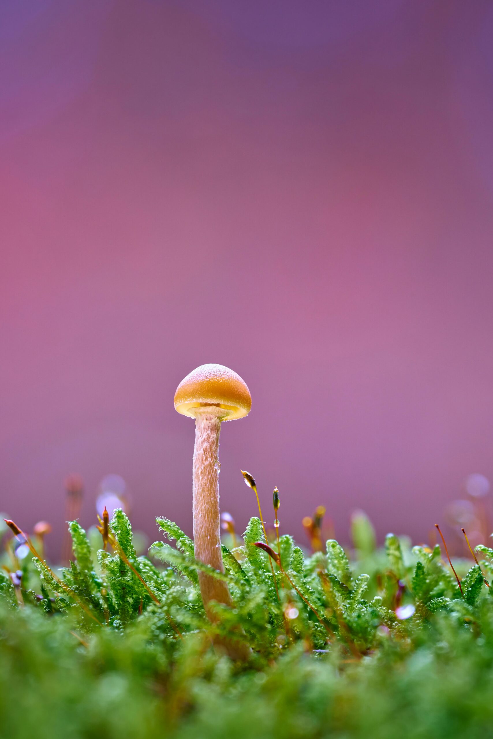 Best Organic mushroom farm in chhattishgarh