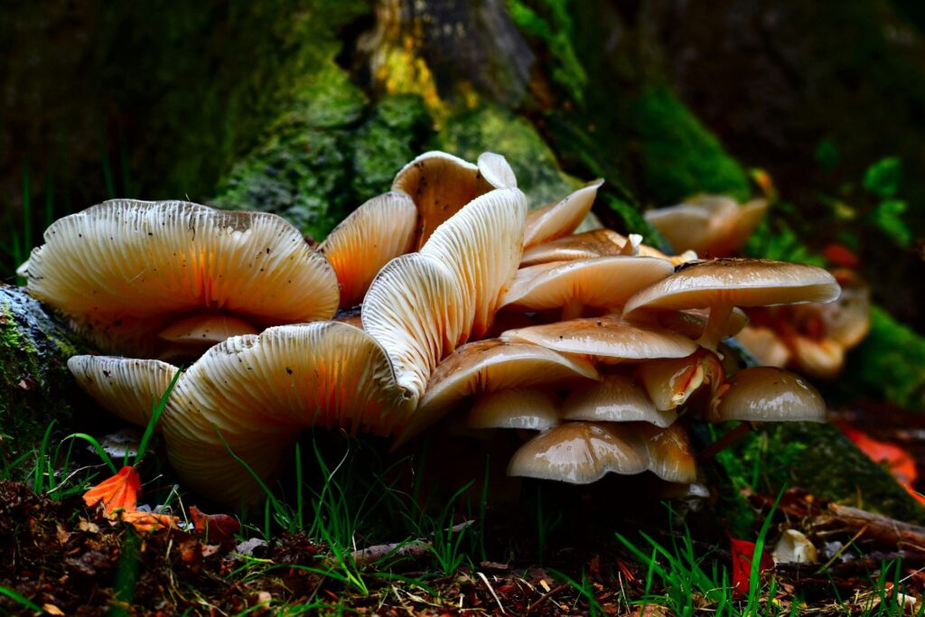 Best Organic mushroom farm in chhattishgarh