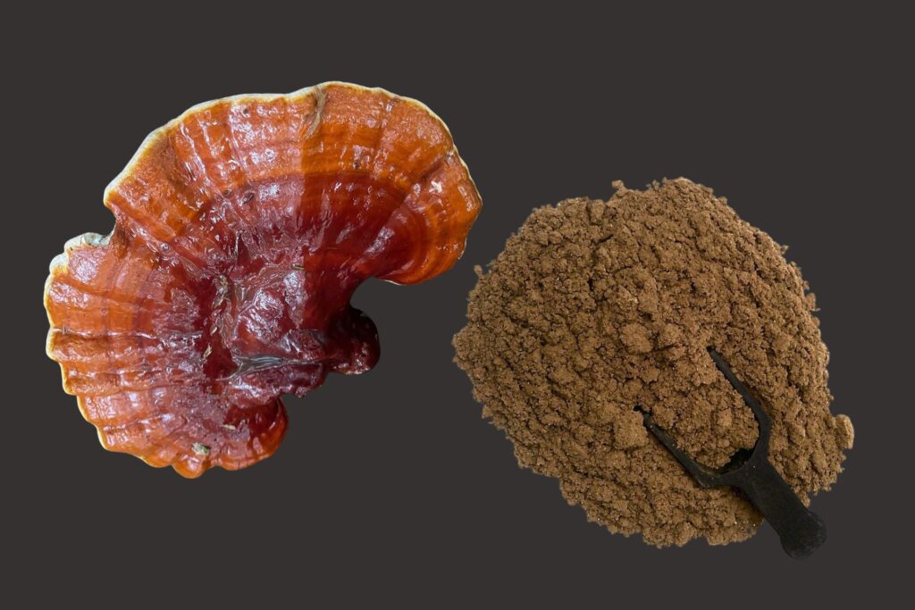 Best Organic mushroom farm in chhattishgarh