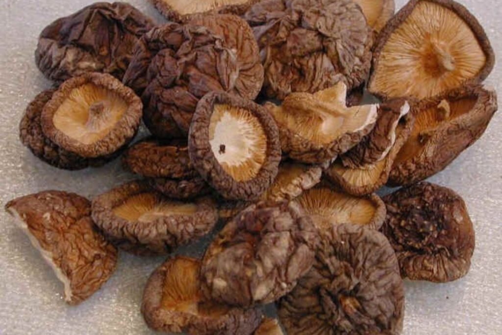 Best Organic mushroom farm in chhattishgarh