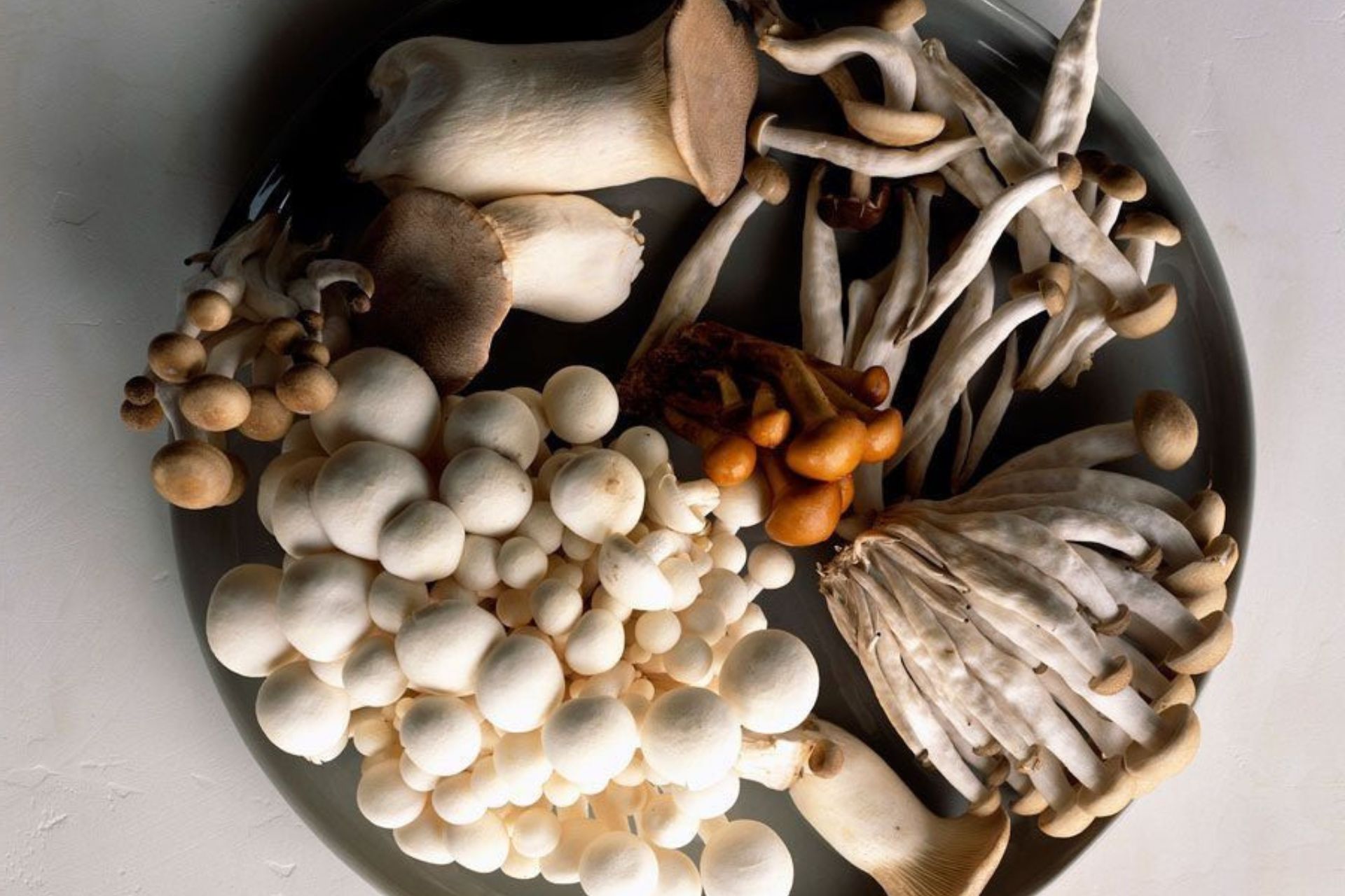 Best Organic mushroom farm in chhattishgarh