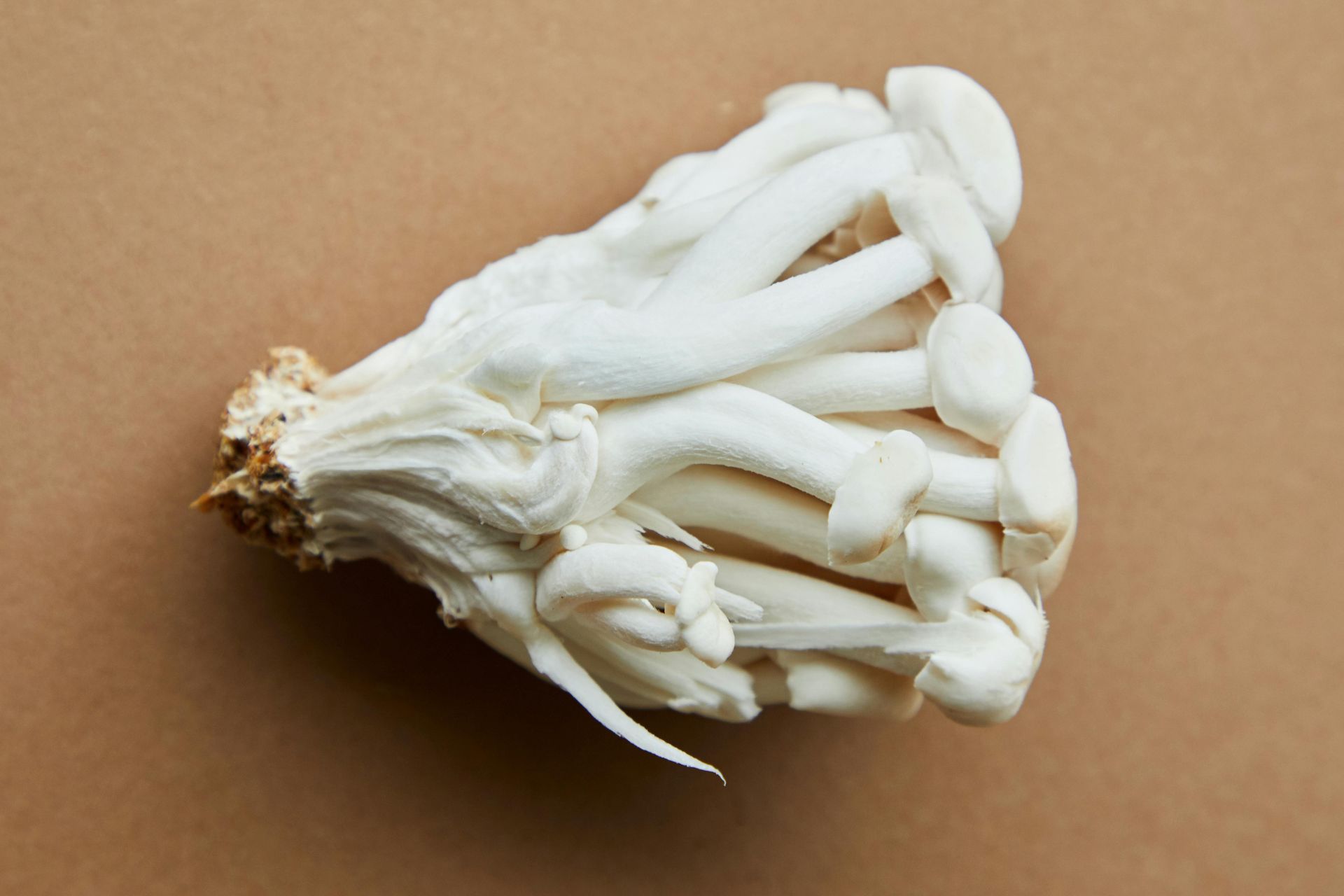 Best Organic mushroom farm in chhattishgarh