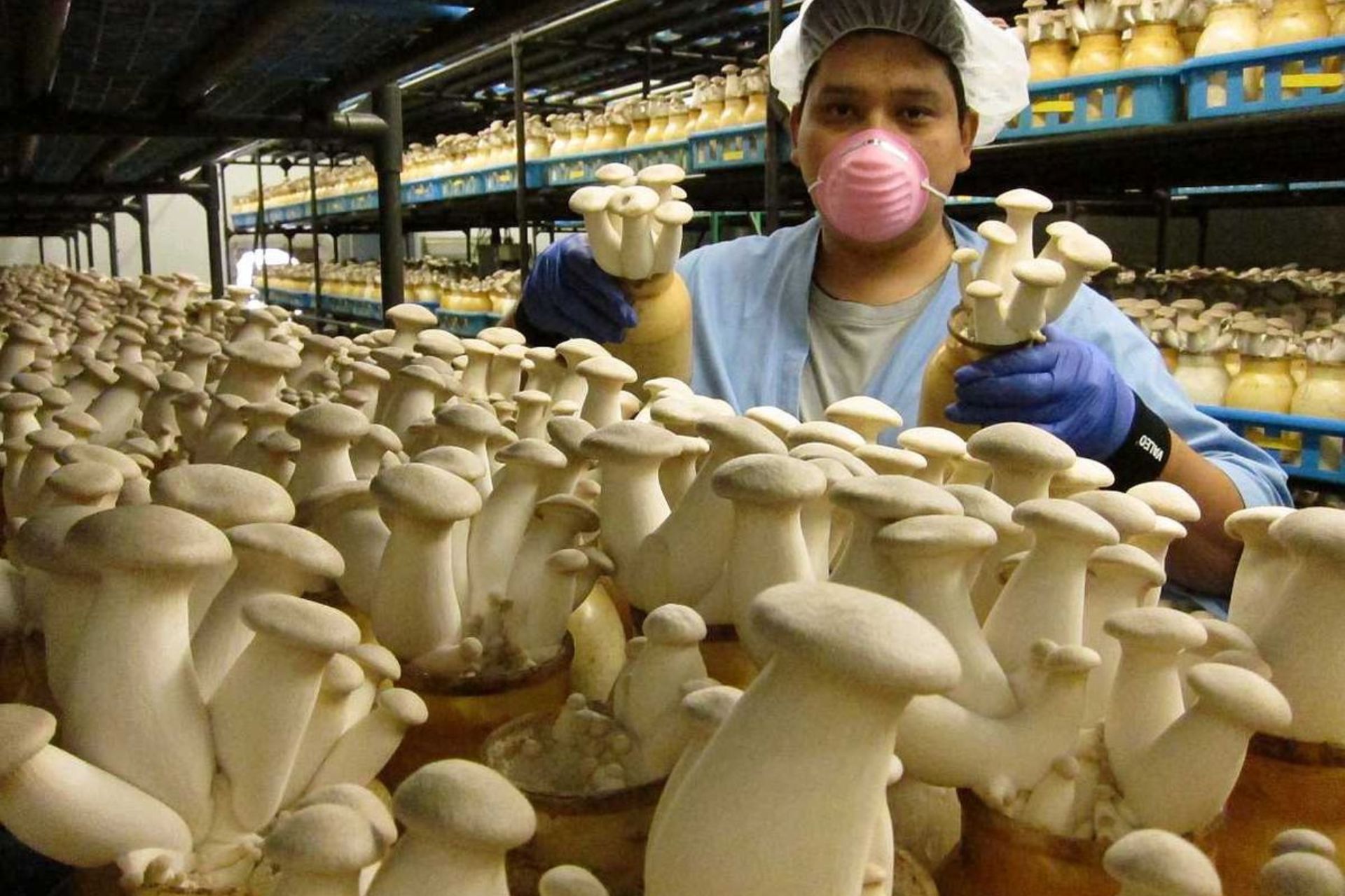 Best Organic mushroom farm in chhattishgarh